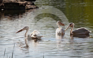 White pelicans - II - St James Park - London