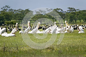 White Pelicans at Lake Naivasha, Great Rift Valley, Kenya, Africa photo