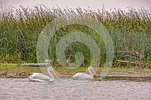 White pelicans in Lake Utah Provo on a sunny day