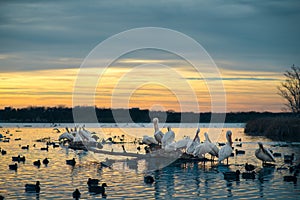 White Pelicans on a Log at Sunset