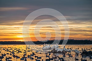 White Pelicans on a Log at Sunset