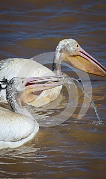 White pelicans with long beaks gracefully swimming in a tranquil body of water