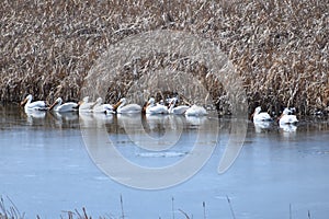 White pelicans migrating through Wyoming