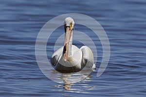 White Pelicans Pelecanus erythrorhynchos on the water.