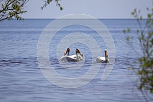 White Pelicans Pelecanus erythrorhynchos on the water.
