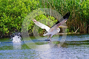 White pelicans (pelecanus onocrotalus)