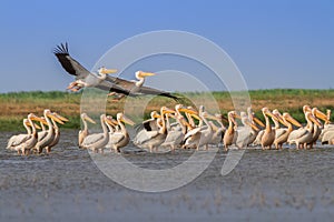 White pelicans pelecanus onocrotalus