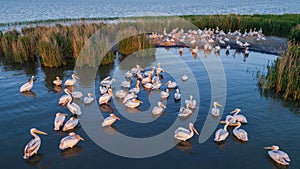 White pelicans pelecanus onocrotalus