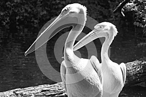 White pelicans portrait