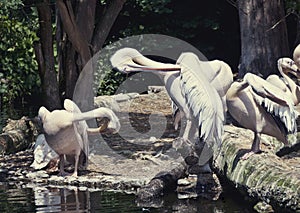 White pelicans preening