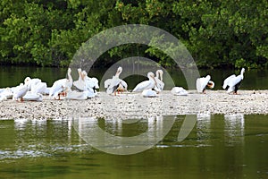 White Pelicans on Sandbar
