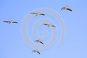 White Pelicans Soaring High In The Sky