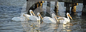 White Pelicans Squabble