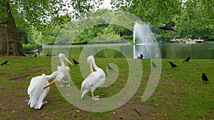 White pelicans in St. James Park, London, England