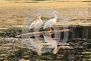 White pelicans standing on a tree trunk in a lake