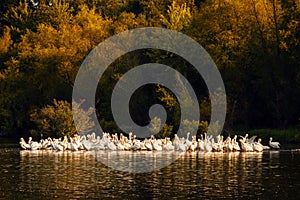 White Pelicans at Sunset in Missouri