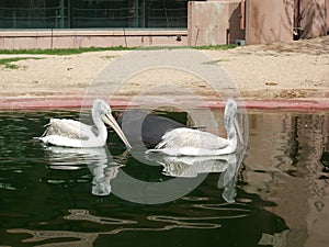 White pelicans swimming on the water in Antwerp Zoo