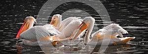 White pelicans in the water