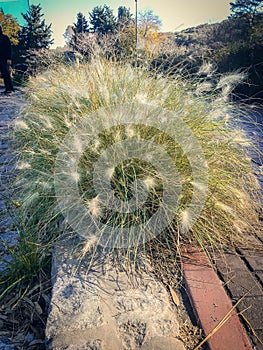 White pennisetum bushes in the park,