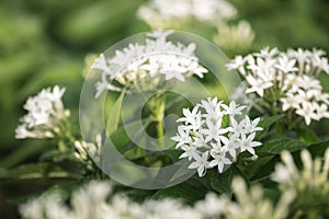 White Pentas lanceolata or Egyptian star cluster flowers blooming in garden