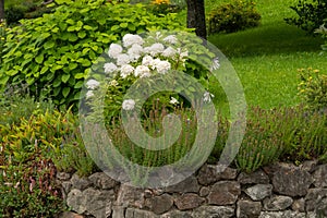 A white peonia in a romantic garden in summer photo