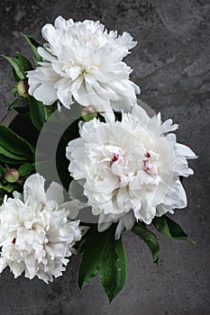 White peonies