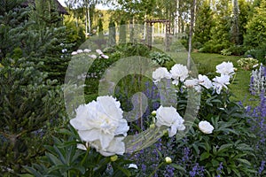 white peonies blooming with nepeta (catmint)