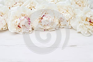 White peonies border on white wooden background. Copy space, top