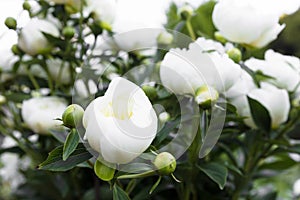 White peonies bush