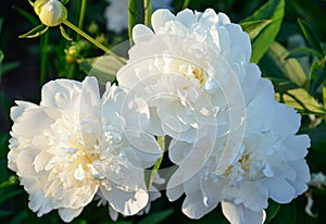 White peonies flowers. Beautiful white peonies in the garden