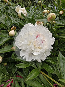 White peonies in a garden