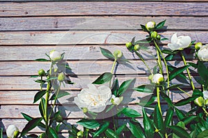 White peonies in the garden on a summer day on a wooden background.