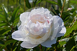 White peonies in the garden. White peony macro photo.