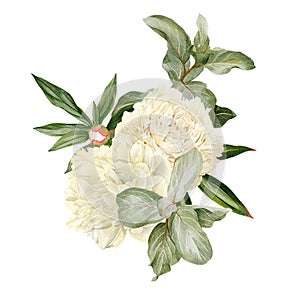 White peonies, leaves and Elaeagnus, hand drawn