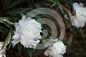 White peonies PaeÃ³nia in the garden. Blooming white peony.