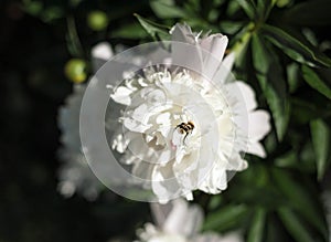 White peonies PaeÃ³nia in the garden. Blooming white peony.