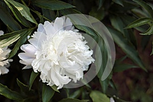 White peonies PaeÃ³nia in the garden. Blooming white peony.