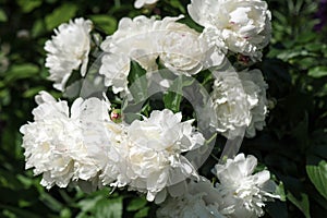 White peonies PaeÃ³nia in the garden. Blooming white peony.