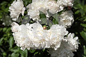 White peonies PaeÃ³nia in the garden. Blooming white peony.