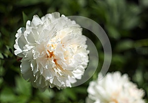 White peonies PaeÃ³nia in the garden. Blooming white peony.