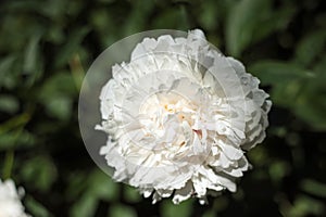 White peonies PaeÃ³nia in the garden. Blooming white peony.