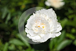 White peonies PaeÃ³nia in the garden. Blooming white peony.