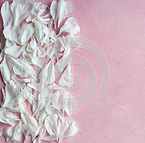 White peonies petals on pink background. Wallpaper.