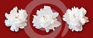 White peonies on red background photo