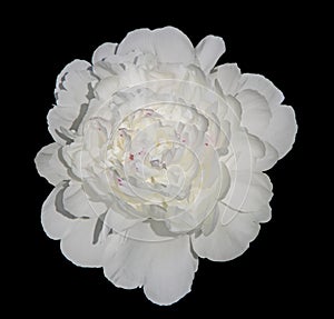 White Peony photo