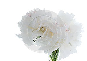 White peony