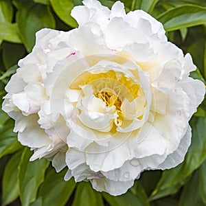 White Peony