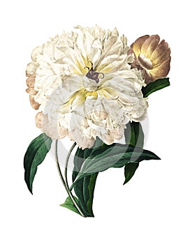 White Peony | Antique Flower Illustrations -