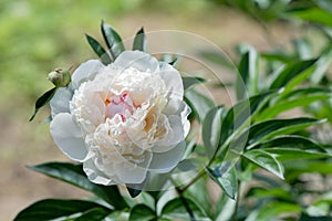 White peony on a bed in the garden