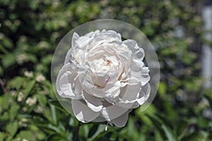 White Peony With a Touch of Red